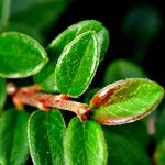 Cotoneaster dammeri Blatt