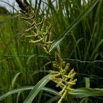 Echinochloa crus-galliഫലം