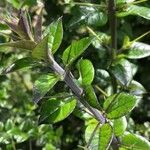 Rhaphithamnus spinosus Otro