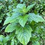 Verbena urticifolia Ліст