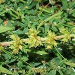 Rumex × callianthemus Flor