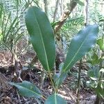 Ficus nitidifolia Staniste