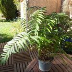 Dryopteris filix-masعادت