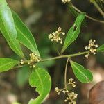 Nectandra turbacensis 花