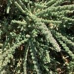 Adenocarpus viscosus Folha