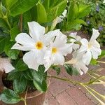 Mandevilla boliviensis Flower