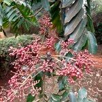Zanthoxylum gilletii Плод