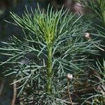 Argyranthemum foeniculaceum Other