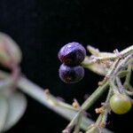 Rubia wallichiana Staniste