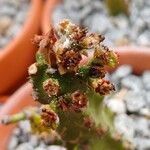 Euphorbia neriifolia Flor