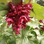 Leycesteria formosa果實