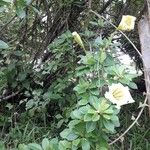 Solandra grandiflora Plante entière