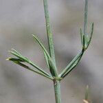 Cynanchica aristata Leaf