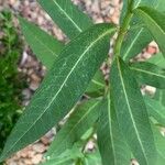 Asclepias curassavica 葉