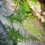 Asparagus umbellatus Leaf