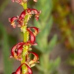 Rumex bucephalophorus Flor