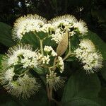 Callicarpa acuminata Λουλούδι