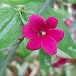Jasminum beesianum Flor