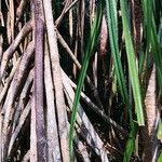 Pandanus urophyllus Yeri