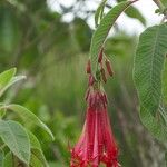 Fuchsia boliviana फूल