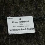 Pinus heldreichii Övriga