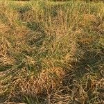 Festuca rubra Лист