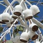 Eucalyptus caesia 花