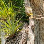 Tillandsia utriculata برگ