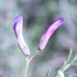 Vicia monantha Flower
