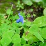 Parochetus communis Flor