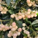 Ardisia crenata Fruit