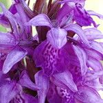 Dactylorhiza majalis Fula