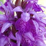 Dactylorhiza majalis 花