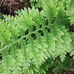 Polypodium interjectum ഇല