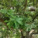 Quercus virginiana Folha