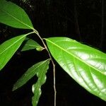 Ocotea dendrodaphne Hoja