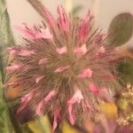 Trifolium hirtum Fleur