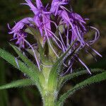 Liatris squarrosa Kukka