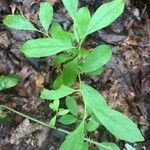 Vaccinium pallidum Hoja