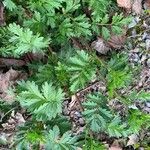 Potentilla supina Fulla