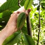 Eugenia mespiloides Leaf