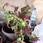 Plectranthus scutellarioides葉