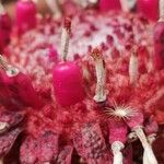 Ferocactus pilosus Fruit