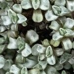 Raoulia australis Blatt