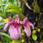 Bulbophyllum longiflorum Flower