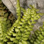 Asplenium trichomanes-ramosum অভ্যাস