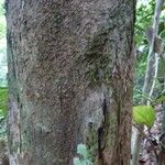 Hirtella hispidula Corteza