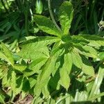 Veronicastrum sibiricum Lehti