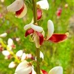 Cytisus scoparius Kukka