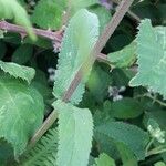 Stachys palustris Blatt